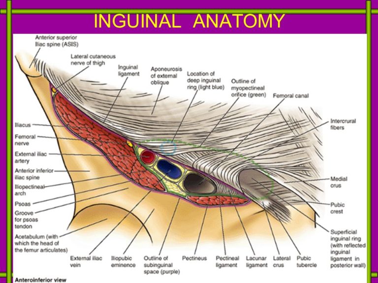 Hernia Remediation Coaching Letter: Session #4 – Holistic Hernia 