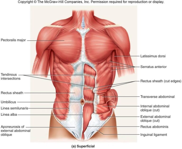 Abdominal Oblique Muscles Involved With Inguinal Hernia Remediation 