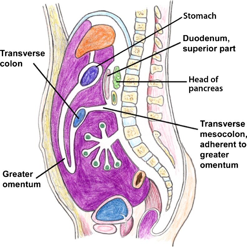 what-is-omentum-what-does-greater-and-lesser-omentum-do