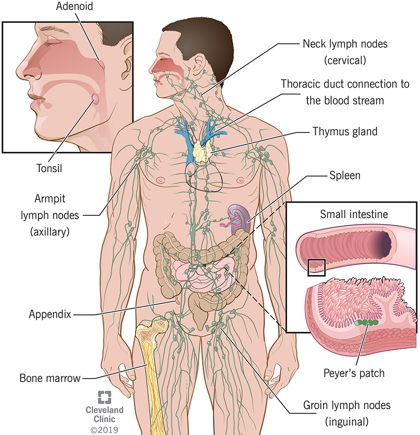 Lymphatic System Diagram – Holistic Hernia Remediation