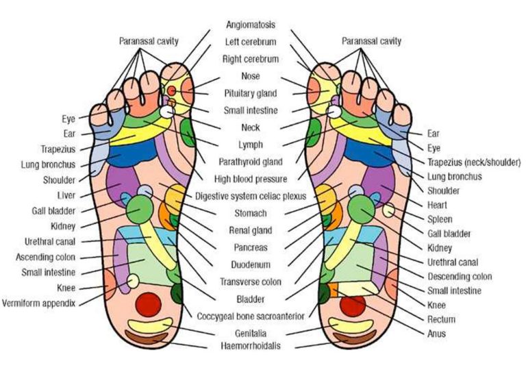 Reflexology Chart: Hands and Feet – Holistic Hernia Remediation